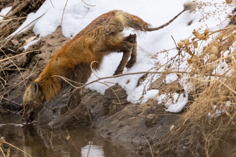 Ein Fuchs mit Anzeichen von Räude. (Symbolbild: iStock/Jeff Edwards)