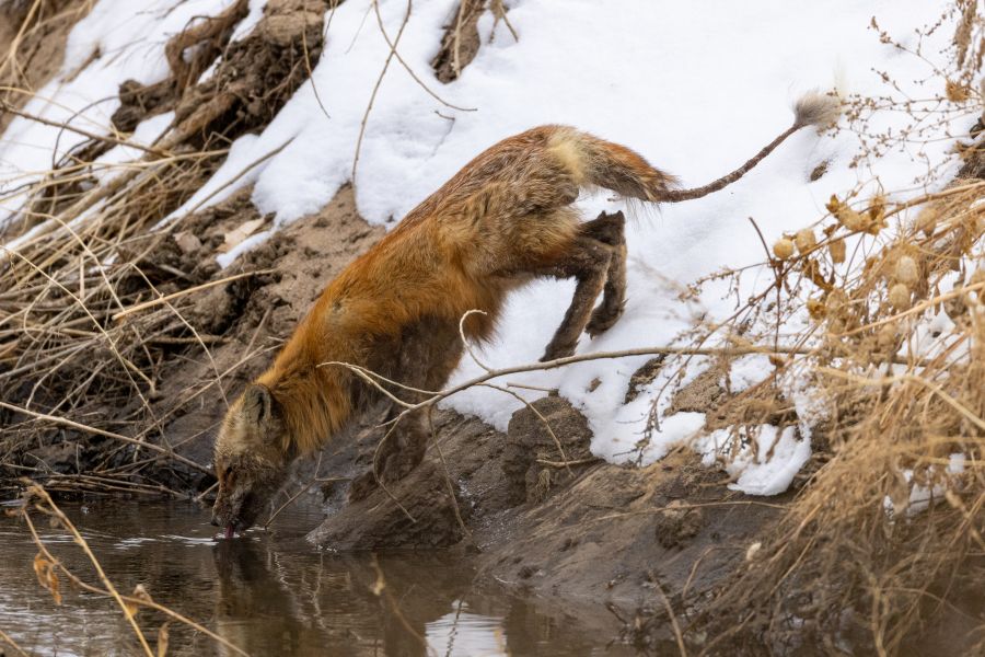 Ein Fuchs mit Anzeichen von Räude. (Symbolbild: iStock/Jeff Edwards)