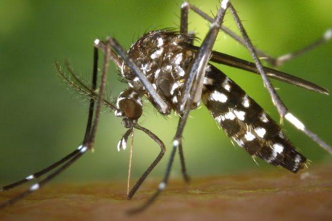 Die Asiatische Tigermücke (Aedes albopictus) ist mittlerweile auch in Europa weit verbreitet und kann gefährliche Krankheitserreger übertragen. (Foto: Wikimedia Commons, James Gathany, CDC, public domain)