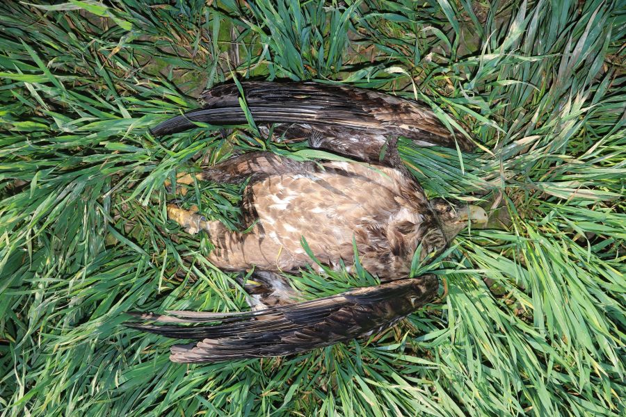Der vergiftete Seeadler am Fundort in Ilsede. (Bildrechte: Leibniz - IZW / Komitee.de; Fotograf: Leibniz-IZW)