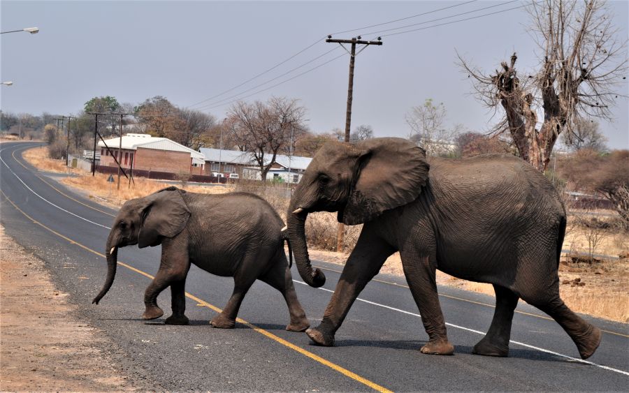 Wie diese Elefanten in Botswana hielten sich Säugetiere weltweit 36 Prozent näher an Straßen auf. (Foto: Tempe Adams)