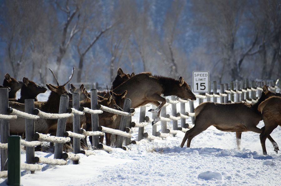 Die Forscher analysierten die GPS-Daten von 2300 Individuen aus 43 Säugetierarten – wie diese Hirsche in Wyoming. (Foto: Mark Gocke)