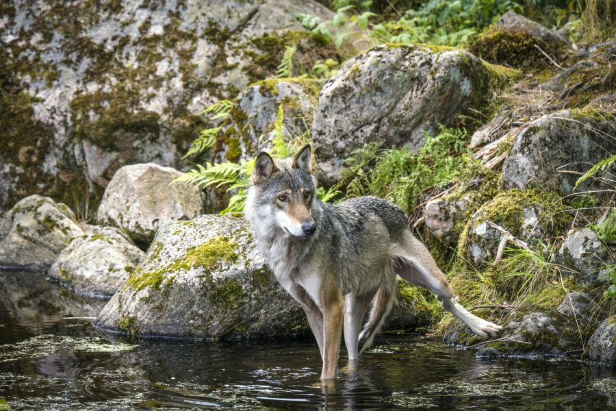 Ein junger Grauwolf steht in einem Gewässer, wobei im Hintergrund Felsen zu sehen sind. (Symbolbild: iStock/Sportactive)