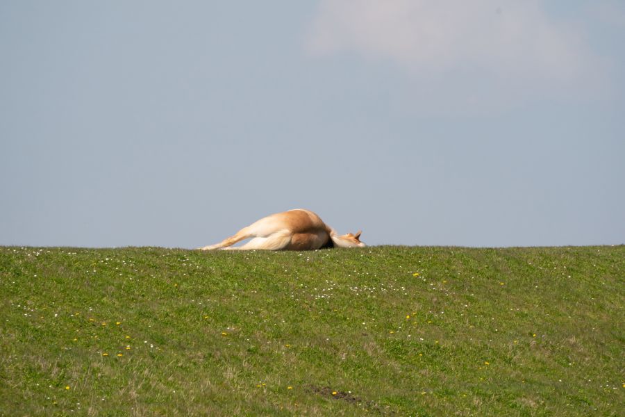 Ein Pferd, das auf einer Wiese auf der Seite liegt. (Symbolbild: iStcok/Gea Veenstra)