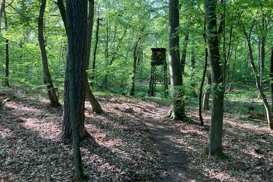 Die Kanzel, mitten im Wald gelegen. (Foto: mlz)