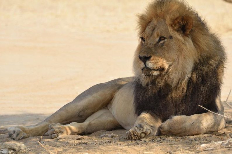 Botswanas Regierung kritisiert die Tierrechtskampagne scharf. Ein Wegfall von Jagdeinnahmen hätte den Verlust von Artenvielfalt und Lebensräumen zufolge. (Quelle: Martinsohn/DJV)