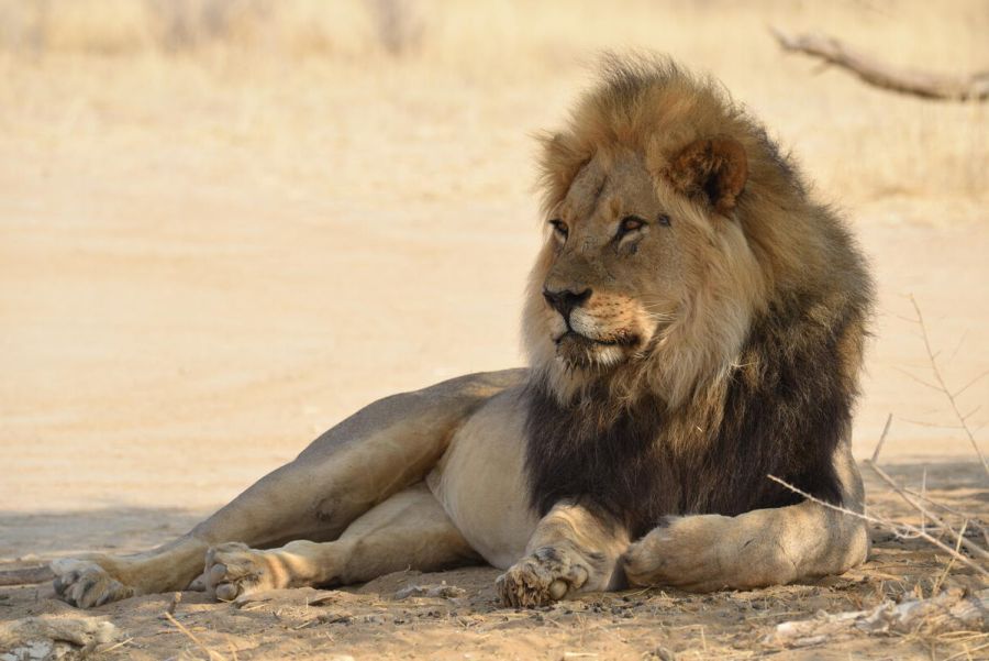 Botswanas Regierung kritisiert die Tierrechtskampagne scharf. Ein Wegfall von Jagdeinnahmen hätte den Verlust von Artenvielfalt und Lebensräumen zufolge. (Quelle: Martinsohn/DJV)