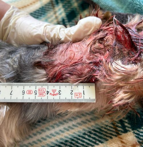 Die tödliche Bisswunde am Hals des Yorkshire Terriers. (Foto: Privat)