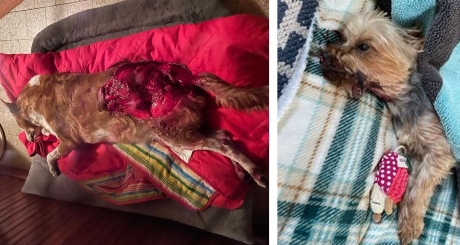 Schwerste Verletzungen am Rücken führten schließlich dazu, dass der Hund eingeschläfert werden musste. Auf dem Foto rechts zu sehen, der getötete Yorkshire Terrier. (Fotos: Privat)
