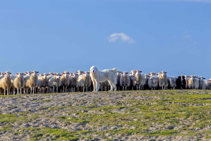 Ein Herdenschutzhund vor einer Schafherde (Beispielbild: iStock/ Simon002)