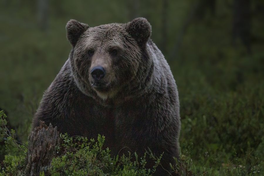 Ein Bär. (Symbolbild: Håkan Carlander auf Pixabay)