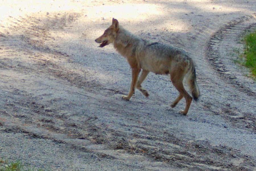 Dieses Bild, das von einer Wildkamera aufgenommen wurde und eine Wolfsfähe mit erkennbarem Gesäuge zeigt, gilt als hinreichender Reproduktionsnachweis und ist somit Beleg für das erste Wolfsrudel in Baden-Württemberg. (Foto: © Forstliche Versuchs- und Forschungsanstalt (FVA))