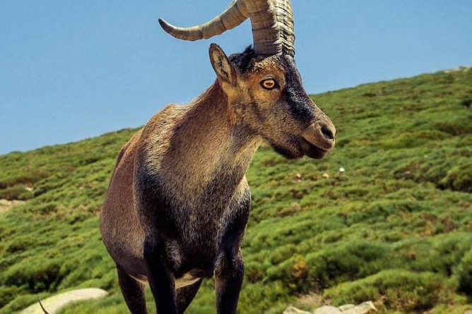 Ein Iberiensteinbock (Foto: Ramon Perucho)