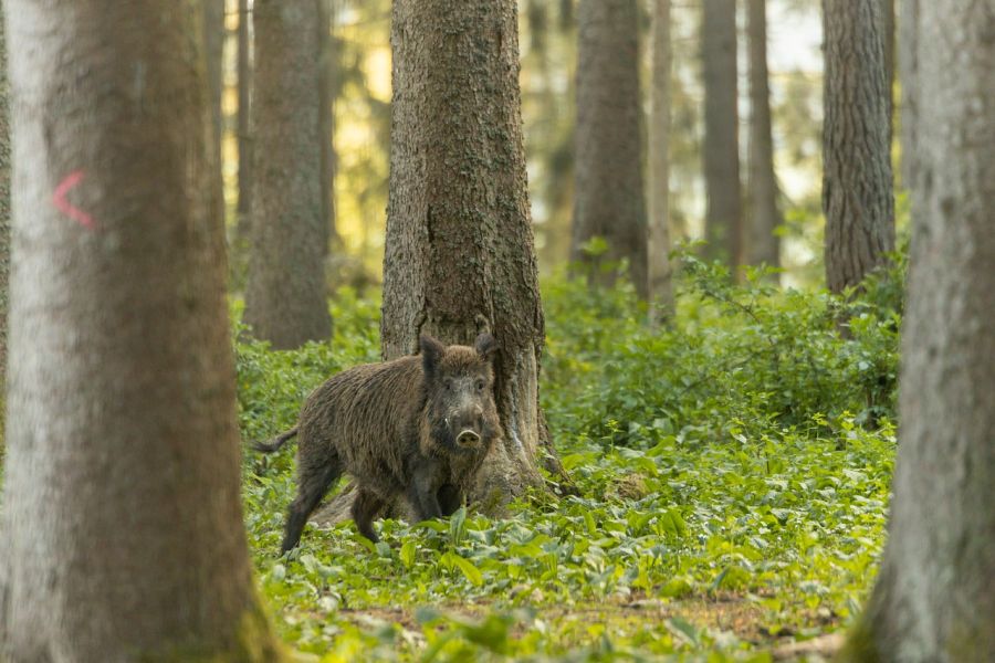 Ein Wildschweinkeiler in einem Hochwald. (Symbolbild: Noah Meinzer)