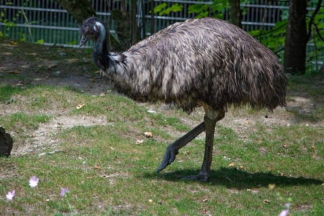 Ein Emu. (Symbolbild: Pezibear)