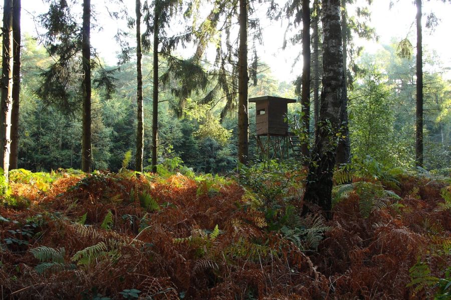 Mindestens acht Hochsitze wurden durch Unbekannte zerstört. Hier eine Kanzel, die in einem Wald steht. (Symbolbild: Herbert Aust)