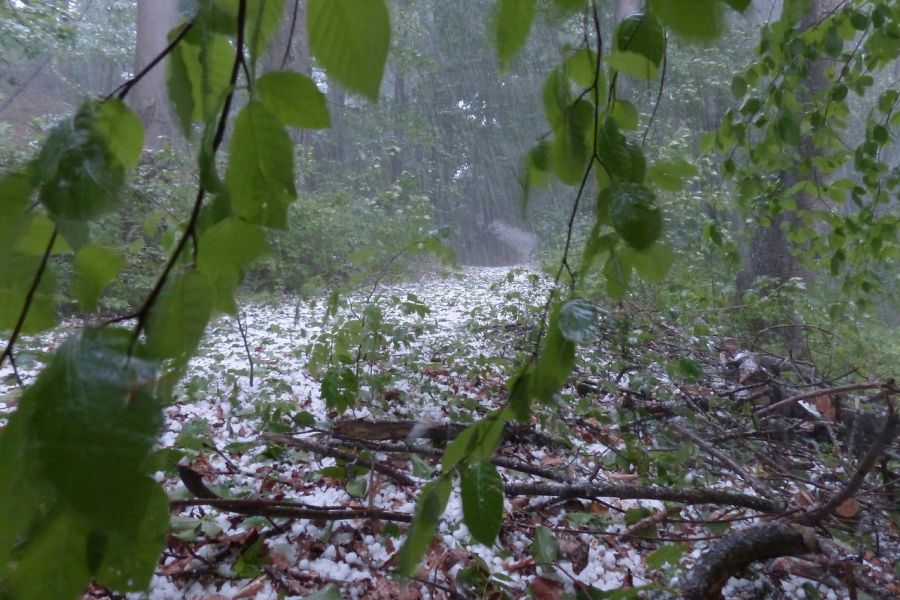 Hagel und Starkregen im Wald. (Beispielbild: Hans auf Pixabay)