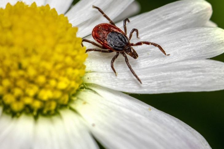 Zecke auf einer Blüte. (Foto: Erik_Karits)