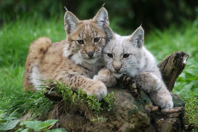 Zwei junge Luchse. (Symbolbild: Jaclyn Wildcat)