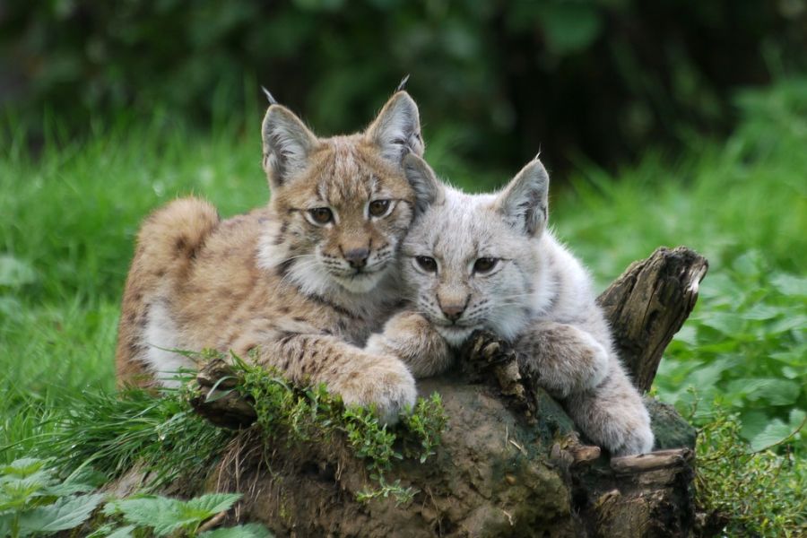 Zwei junge Luchse. (Symbolbild: Jaclyn Wildcat)