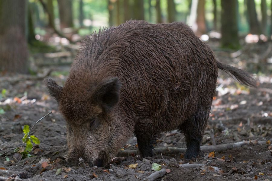 Da Wildschweine im Boden brechen und Allessfresser sind, eignen sich ihre Lebern besonders gut als Indikatoren für PFAS. (Symbolbild: rcvd)