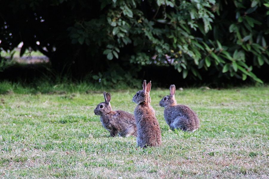 Drei Wildkaninchen auf einer Grünfläche. (Symbolbild: Holger Langmaier)
