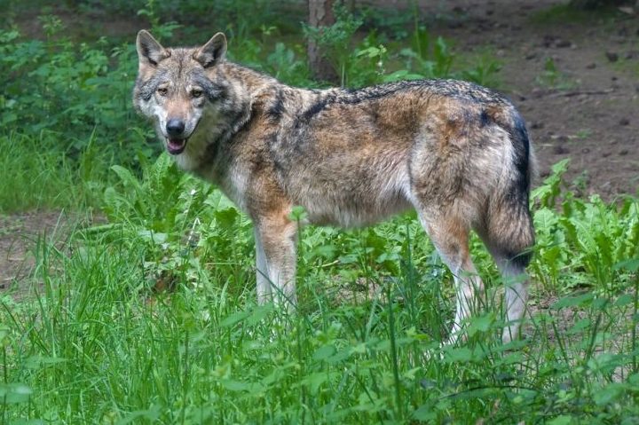 Ein Wolf in einem Wald (Symbolbild: Christel SAGNIEZ)