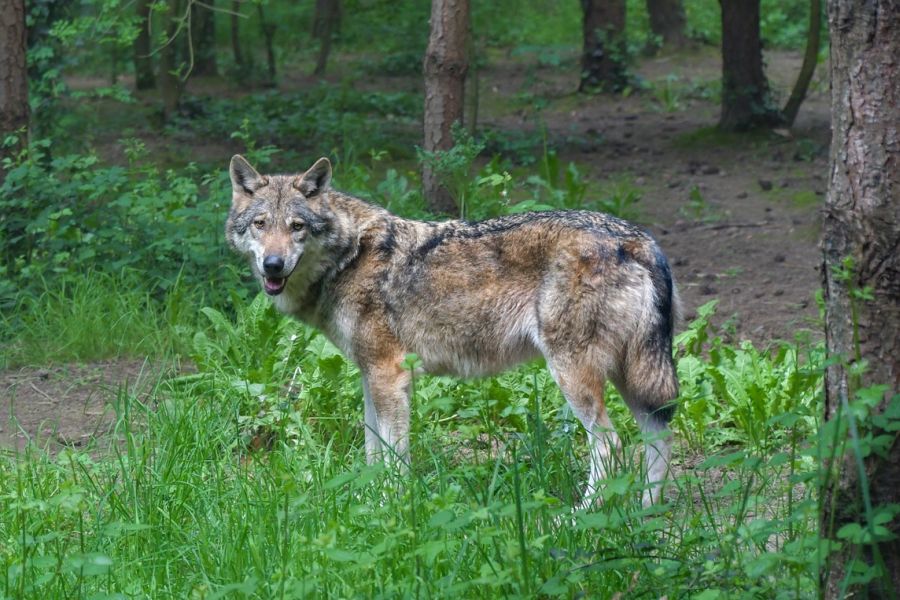 Ein Wolf in einem Wald (Symbolbild: Christel SAGNIEZ)