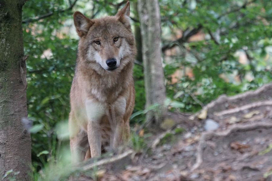 Ein Wolf, der an einem Hang steht. (Symbolbild: Marcel Langthim)