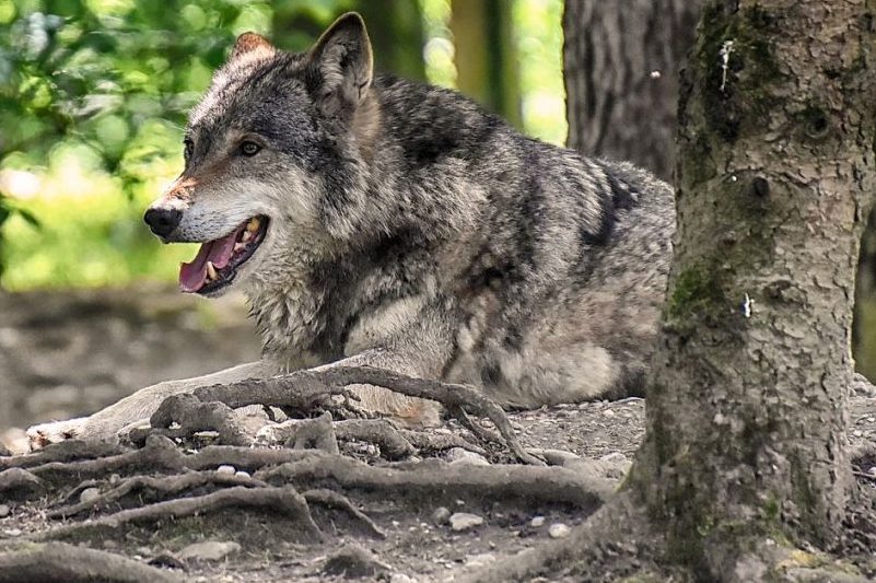 Ein Wolf, der in einem Wald auf dem Boden liegt. (Symbolbild: Alexa)