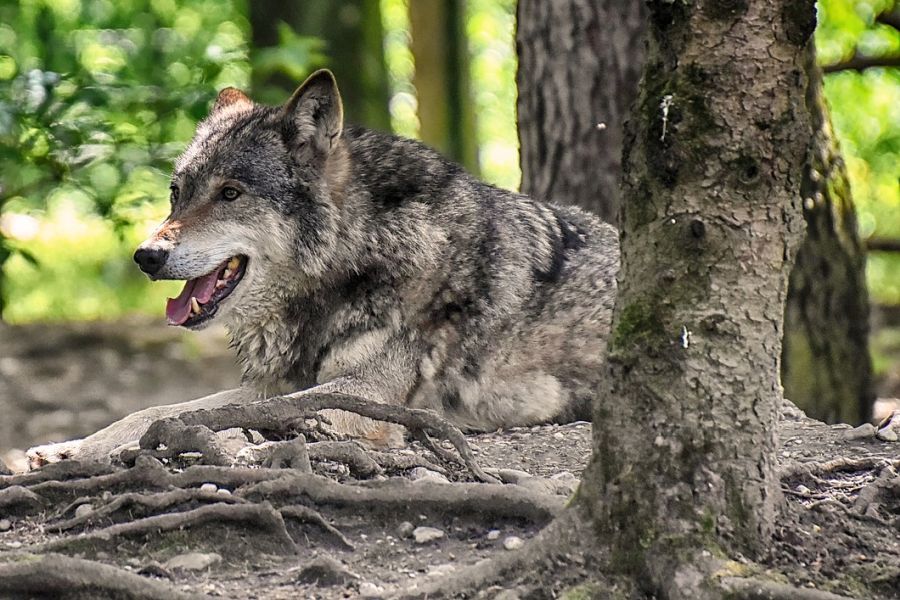 Ein Wolf, der in einem Wald auf dem Boden liegt. (Symbolbild: Alexa)