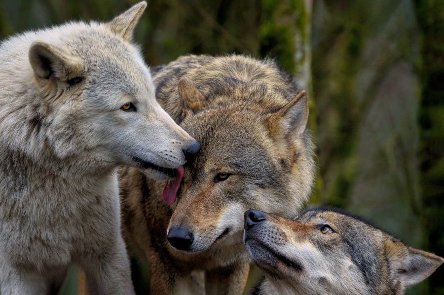Drei Wölfe. (Symbolbild: Angela)