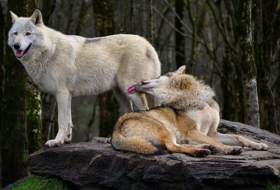 Zwei Wölfe (?) auf einem Felsen. (Symbolbild: Angela)
