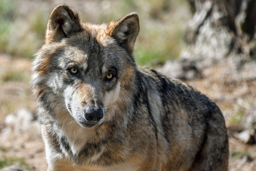 Ein Wolf. (Symbolbild: Christel Sagniez)