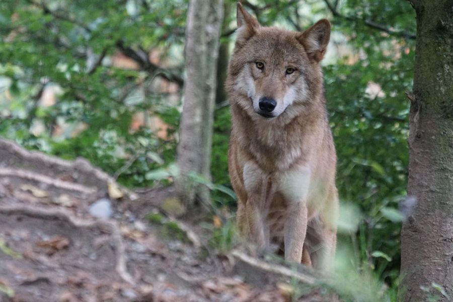 Ein Wolf in einem Waldstück. (Symbolbild: Marcel Langthim auf Pixabay)