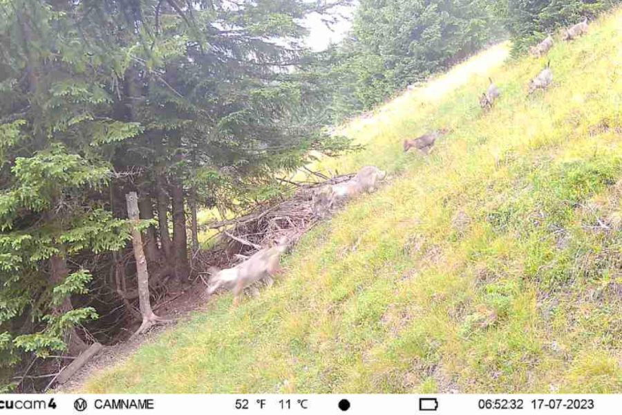 Diese Aufnahme einer Wildkamera vom 17.07.2023 zeigt die beiden Elterntiere mit ihren fünf Welpen. (Quelle: © Amt für Natur, Jagd und Fischerei, Kanton St. Gallen)