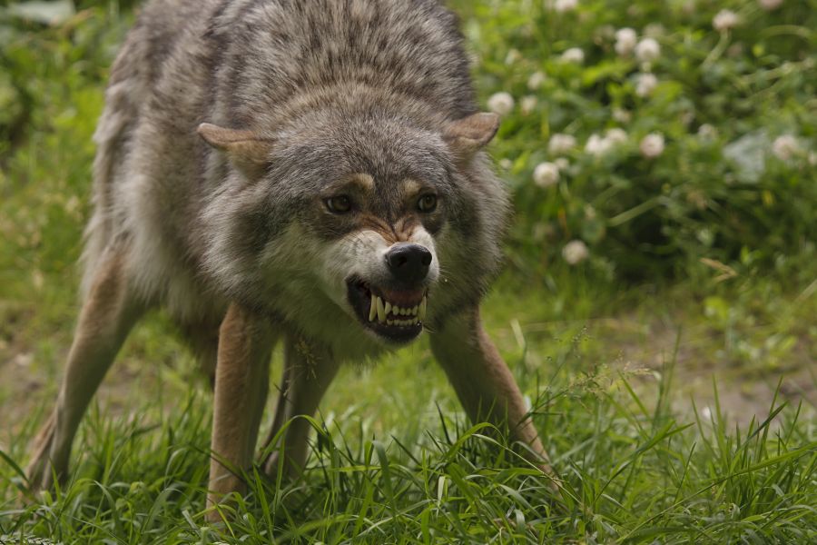 Ein Wolf fletscht die Zähne auf einer Weide. (Symbolbild: iStock/dschaef)