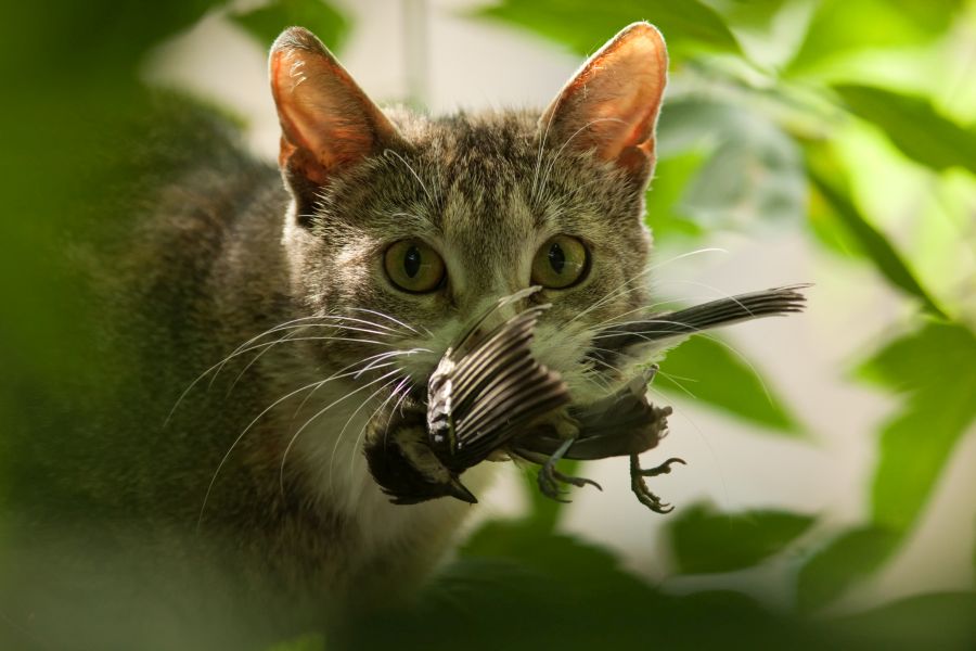 Eine Katze mit einem erbeuteten Vogel im Maul. (Symbolbild: iStock/ Ornitolog82)