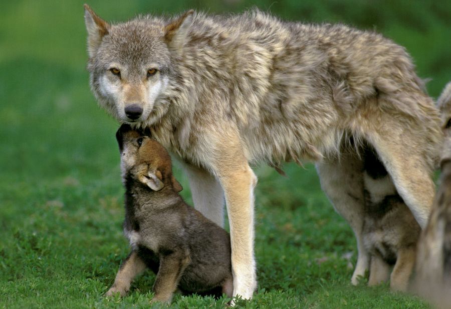 Eine Wölfin mit ihren Welpen. (Symbolbild: iStock/slowmotiongli)