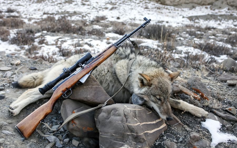 Ein geschossener Wolf im Gebirge, auf dem ein Gewehr liegt. (Symbolbild: iStock)