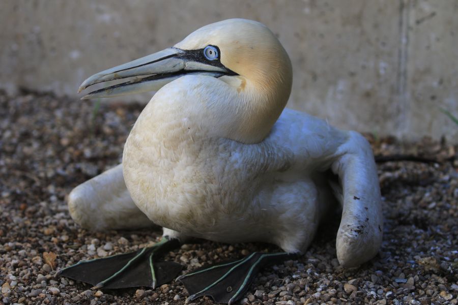 Geschwächter Basstölpel wird in der LBV-Vogelstation Regenstauf in Bayern gepflegt (Bildrechte: Landesbund für Vogelschutz in Bayern (LBV) e. V./Fotograf: Ferdinand Baer)