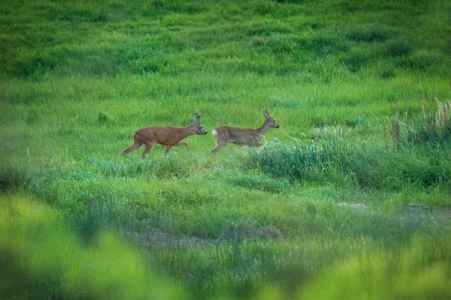 Ein bock treibt eine Ricke auf einer Grünfäche. (Foto: Julia Döttling /LJV BaWü)