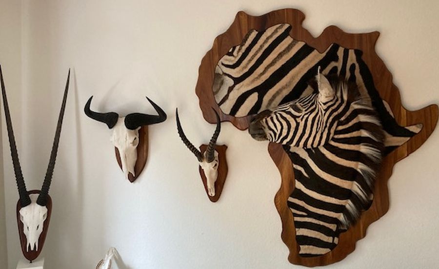 Jagdtrophäen aus Afrika an einer weißen Wand. (Symbolbild: mlz)