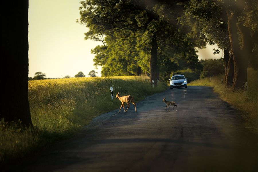 Wildunfallgefahr: Eine Ricke überquert gefolgt von ihrem Kitz vor einem Auto eine Landstraße. (Foto: Julia Döttling / LJV BaWü)