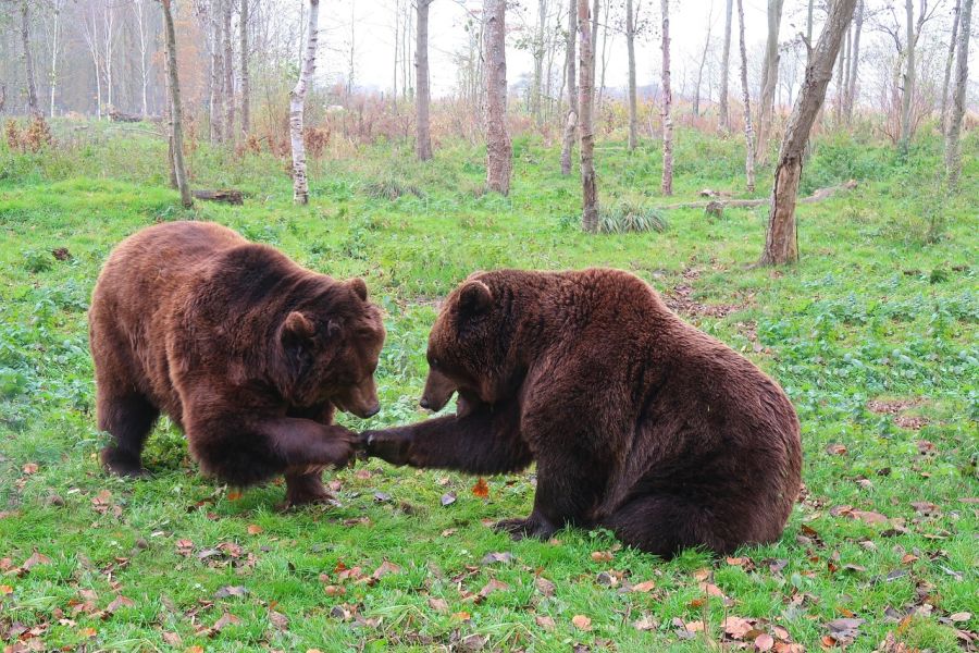 Zwei Braunbären. (Symbolbild: Ellen26 auf Pixabay)