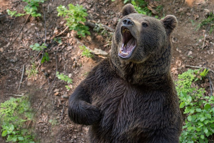 Ein Bär, der sich auf seine Hinterbeine gestellt und sein Maul weit aufgerissen hat. (Symbolbild: Eszter Miller auf Pixabay)