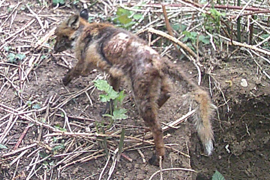 Ein stark von Räude befallener Fuchs. (Foto: Zoo Heidelberg)