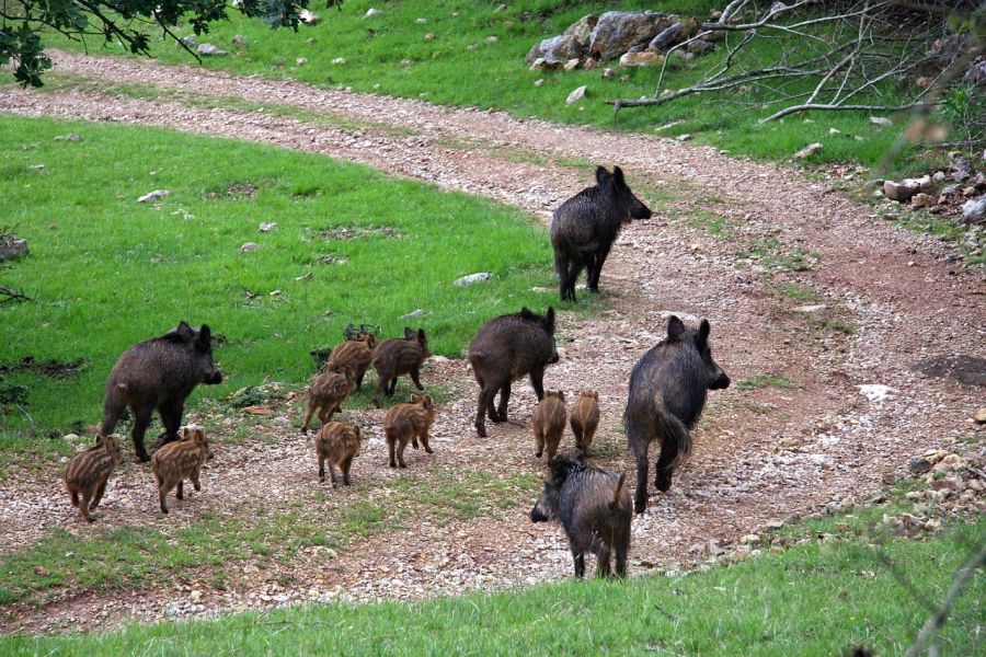 Wildschweinrotte auf einem Schotterweg im Wald. (Symbolbild: Marc Miraille auf Pixabay)