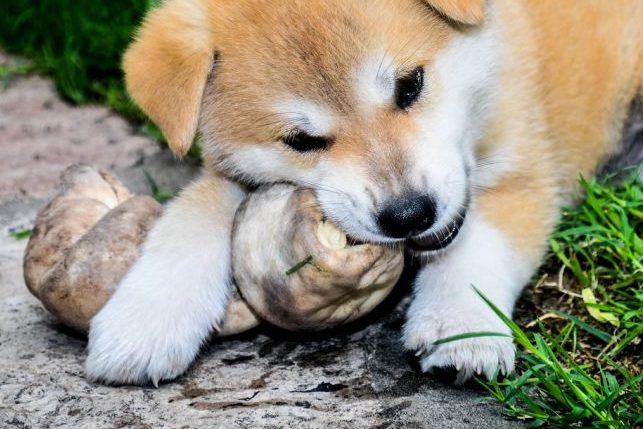 Akita-Inu-Welpen gestohlen