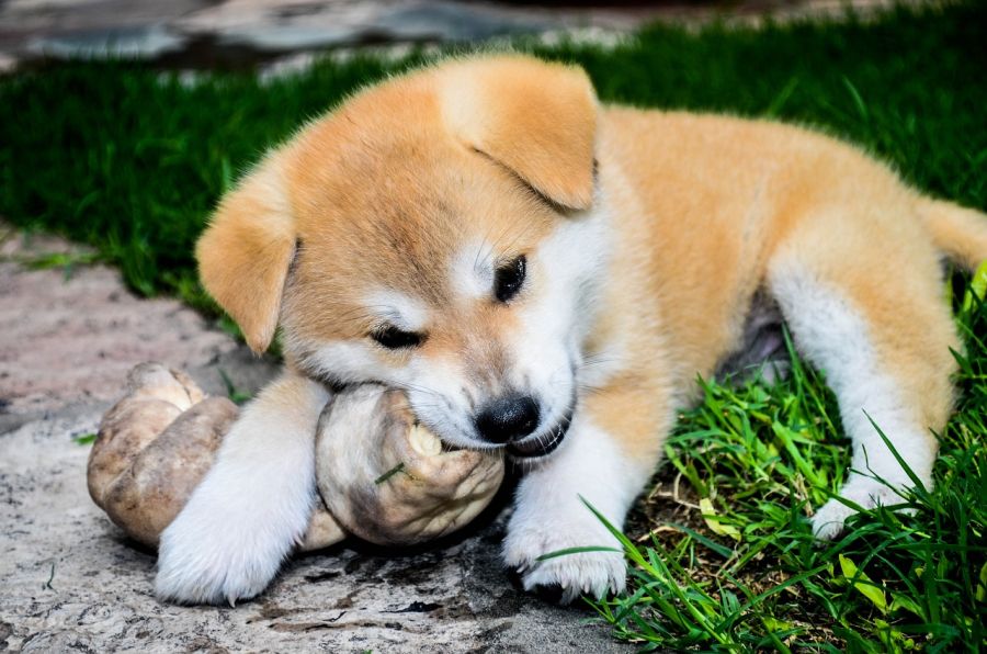 Ein Akita-Inu-Welpe, der an einem Kauknochen nagt. (Beispielbild: Malen Billoni Ahumada auf Pixabay)